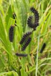 Melitaea cinxia