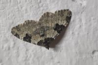 Xanthorhoe fluctuata