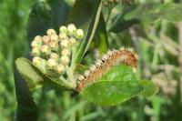 Lasiocampa quercus