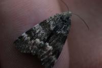 Archiearis parthenias