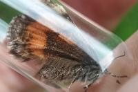 Archiearis parthenias