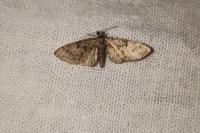 Eupithecia