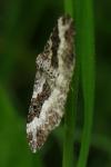 Epirrhoe alternata