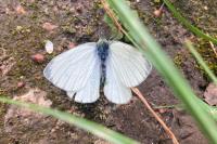 Pieris napi