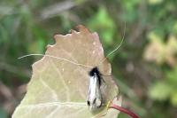 Adela reaumurella