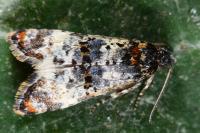 Hysterophora maculosana