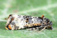 Hysterophora maculosana