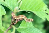 Erannis defoliaria