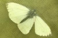 Pieris napi