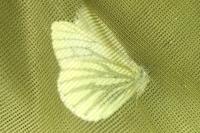 Pieris napi