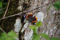 Vanessa atalanta