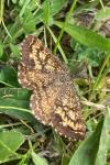Ematurga atomaria
