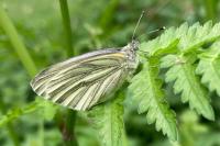 Pieris napi