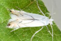 Phyllonorycter harrisella