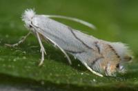 Phyllonorycter harrisella