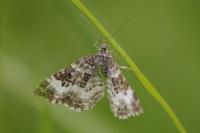 Epirrhoe alternata