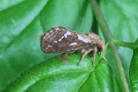 Korscheltellus lupulinus