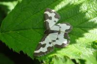 Lomaspilis marginata