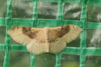 Idaea degeneraria