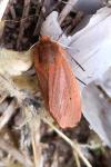 Phragmatobia fuliginosa