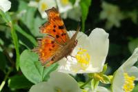 Polygonia c-album
