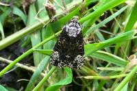 Craniophora ligustri