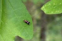 Stigmella