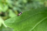 Stigmella