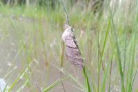 Calliteara pudibunda