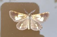 Bupalus piniaria