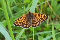 Melitaea cinxia