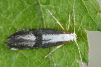 Argyresthia spinosella