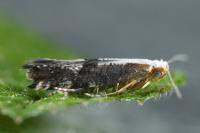 Argyresthia spinosella