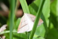 Petrophora chlorosata