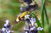 Hemaris fuciformis