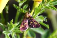 Pyrausta purpuralis