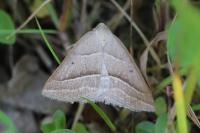 Petrophora chlorosata