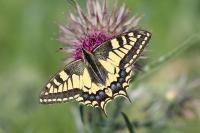 Papilio machaon