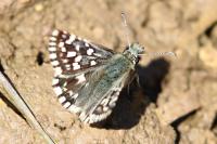 Pyrgus malvae