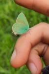 Callophrys rubi