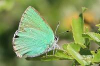 Callophrys rubi