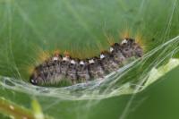 Euproctis chrysorrhoea