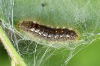 Euproctis chrysorrhoea