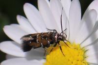 Pancalia leuwenhoekella