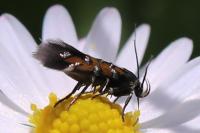 Pancalia leuwenhoekella