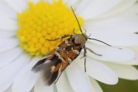 Pancalia leuwenhoekella