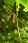 Nematopogon