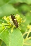Esperia sulphurella