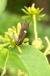 Esperia sulphurella