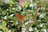 Polygonia c-album